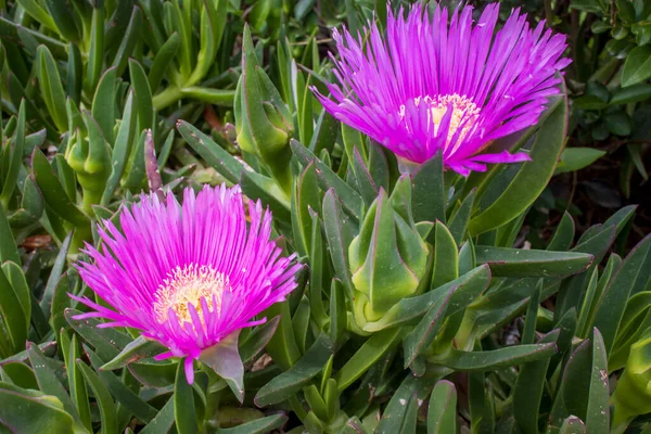 Hottentot Incir Buz Bitkisinin Koyu Pembe Çiçekleri Aynı Zamanda Carpobrotus — Stok fotoğraf