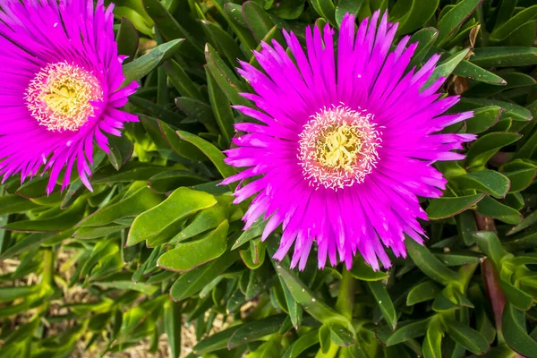 Djup Rosa Blommor Hottentot Fikonisväxt Också Carpobrotus Edulis Marktäckande Växt — Stockfoto