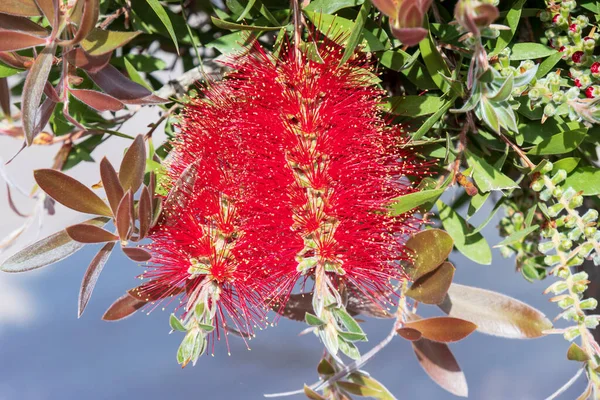 赤いカリストンシトリヌスの印象的なスパイクまた 庭のクリムゾンボトルブラシの花 — ストック写真
