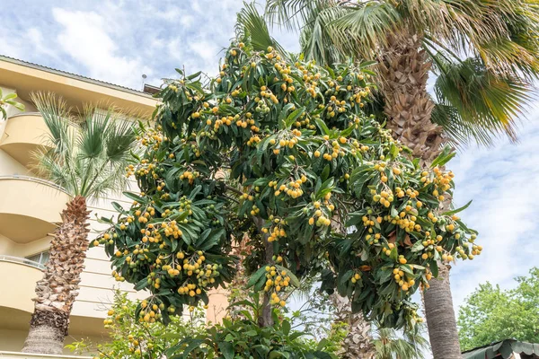 Albero Loquat Anche Eriobotrya Japonica Con Abbondanza Frutta Commestibile Matura — Foto Stock