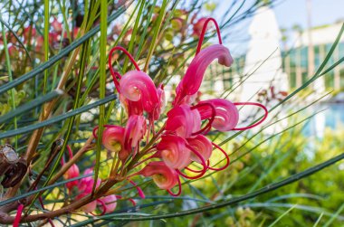 Bankanın Grevillea 'sının egzotik çiçekleri Byfield waratah olarak da bilinir, kırmızı çiçekli ipek meşe ve cüce ipek meşe.