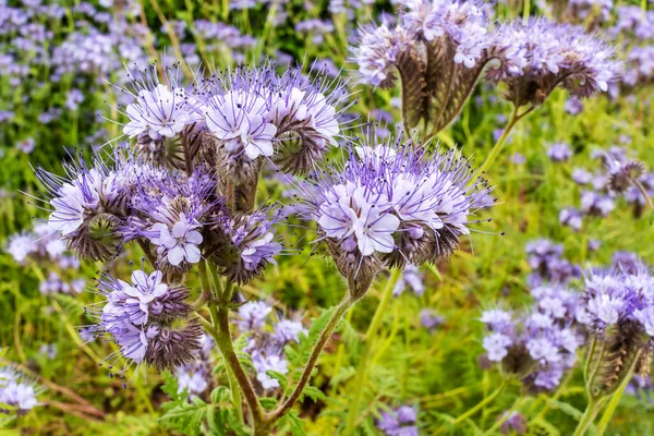 Phacelia Tanacetifolia Nın Mor Çiçekleri Bahçedeki Kır Çiçekleri Gibi — Stok fotoğraf