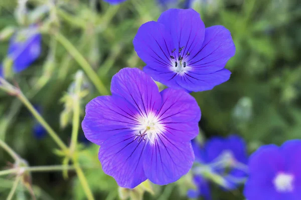 Piccoli Fiori Viola Intenso Geranio Perenne Anche Gru Pianta — Foto Stock