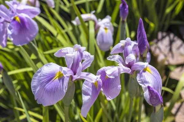 Fleurs Rose Lilas Iris Eau Japonais Également Iris Fleurs Peu — Photo