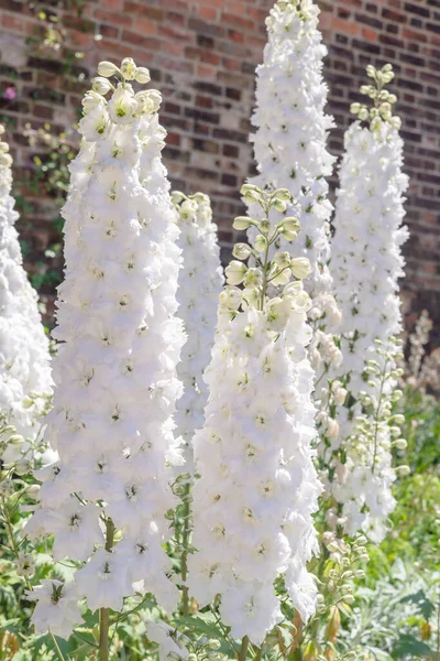 Majestic Tall Spikes Densely Packed Double Flowers Delphinium Guardian White — Stock Photo, Image
