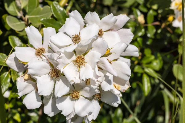 Büyük Beyaz Çiçek Kümesi Rosa Sezia Tüylü Köpek Gülü — Stok fotoğraf
