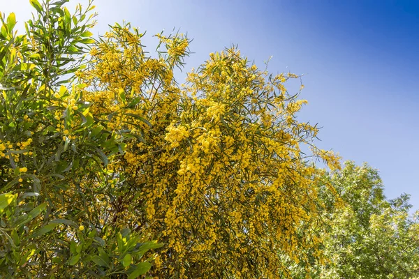 Ярко Желтые Пушистые Шарики Цветы Дерева Мимоза Acacia Dealbata Называемые — стоковое фото