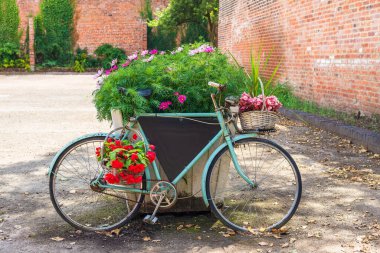 Old bicycle with baskets of flowers leaning against large container with Cosmos flowering plants.
