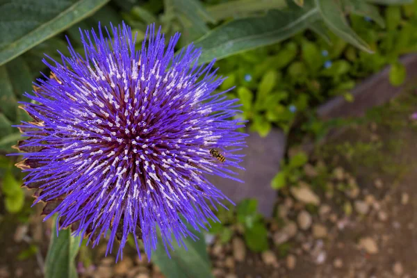 Stunning Purple Flower Globe Artichoke Also Known French Artichokes Plant — Stok fotoğraf