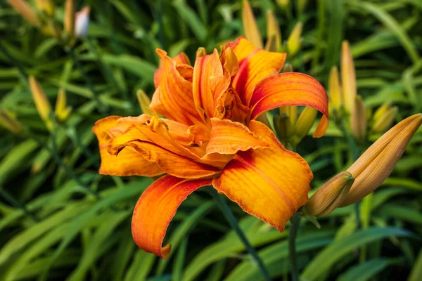 Stunning Deep Orange Flower Double Flowered Hemerocallis Day Lily Garden — 图库照片