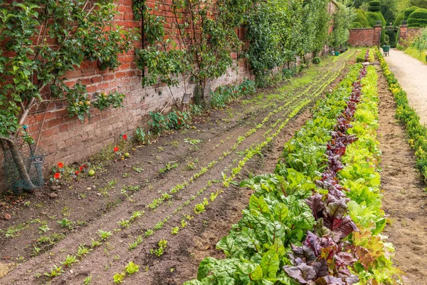 Rows Vegetables Salad Leaves Growing Potager Garden Next Cordon Fruit — Stockfoto