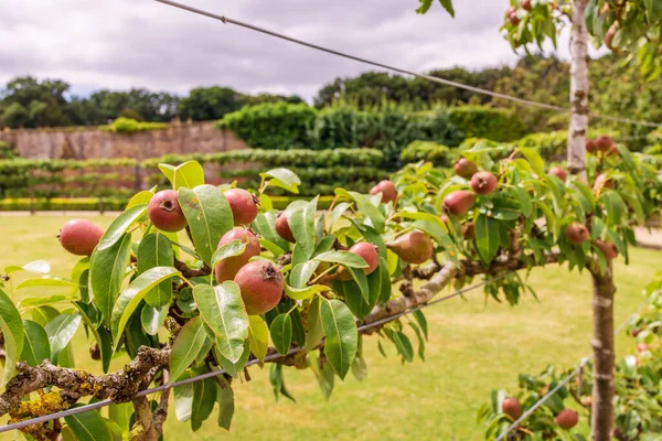 Row Espalier Red Pear Fruit Growing Horizontal Wires — Stockfoto