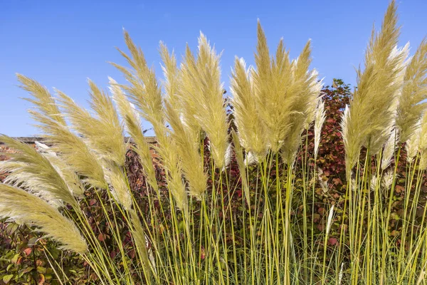 Cortaderia Selloana Або Висока Трава Пампушок Квітуча Рослина Родині Poaceae Ліцензійні Стокові Зображення