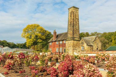 Worsley, Salford, UK - October 11, 2022: Small shrubs of hydrangea in autumnal colour planted in front of an old brick building with tall tower The Bothy at the RHS Bridgewater gardens. clipart