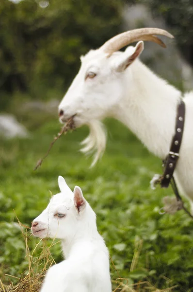 Capre al pascolo — Foto Stock