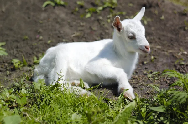 Dětská koza na pastvině — Stock fotografie