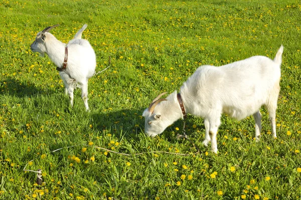 Chèvres en pâturage — Photo