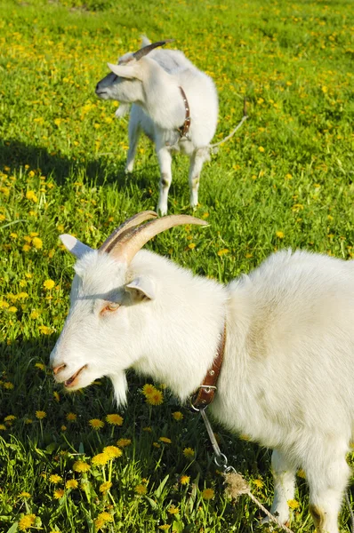 Chèvres en pâturage — Photo
