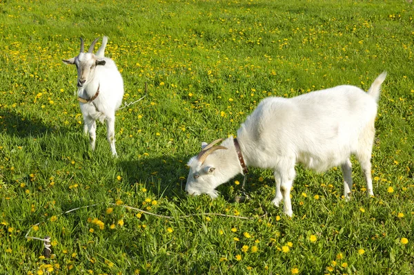 Chèvres en pâturage — Photo