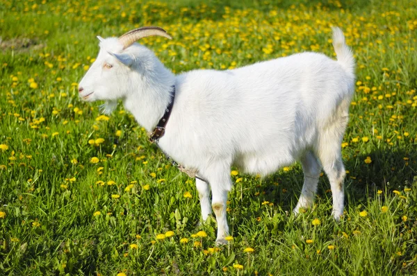 Cabras en pastos —  Fotos de Stock