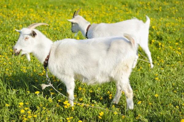 Cabras en pastos —  Fotos de Stock