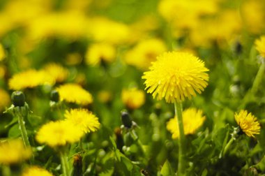 Sarı dandelions