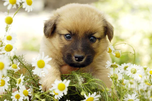 Yavru Köpek.