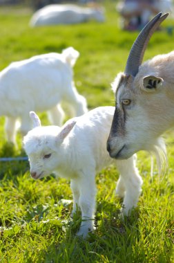 keçi ve bebek keçi 