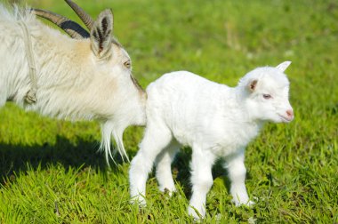 keçi ve bebek keçi 
