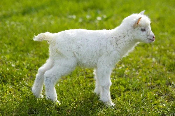 Dětská koza na pastvině — Stock fotografie