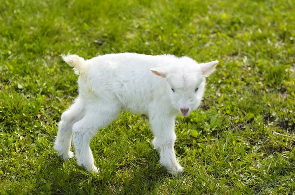 Otlaktaki yavru keçiler — Stok fotoğraf