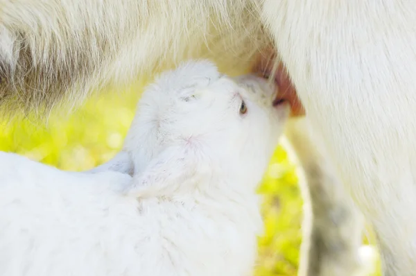 Piccola capra bambino succhia una mammella — Foto Stock