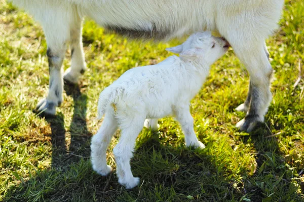 Kleine baby geit zuigt een uier — Stockfoto