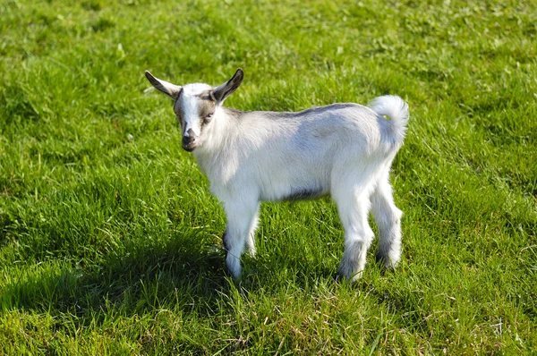 Jeune chèvre en pâturage — Photo