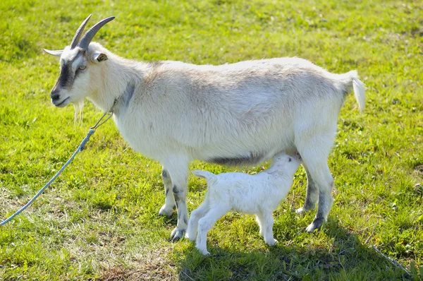 Küçük bebek keçi bir meme emmek — Stok fotoğraf