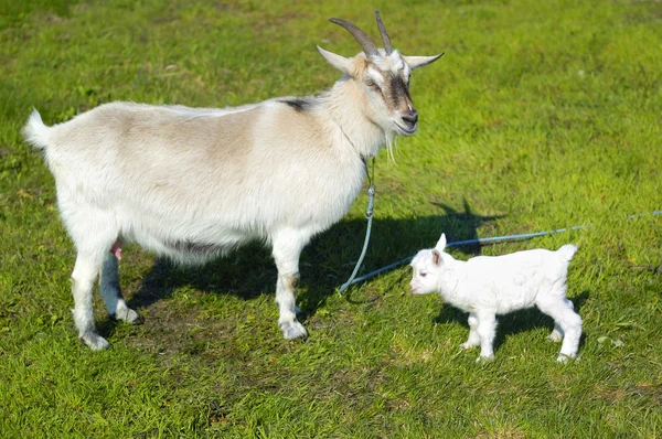 Chèvre et bébé chèvre — Photo