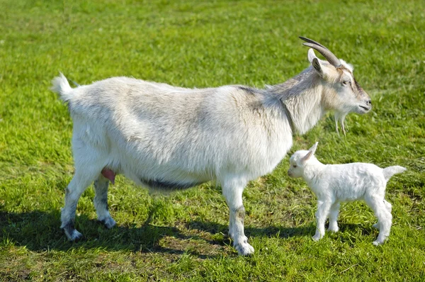 Geit en baby geit — Stockfoto