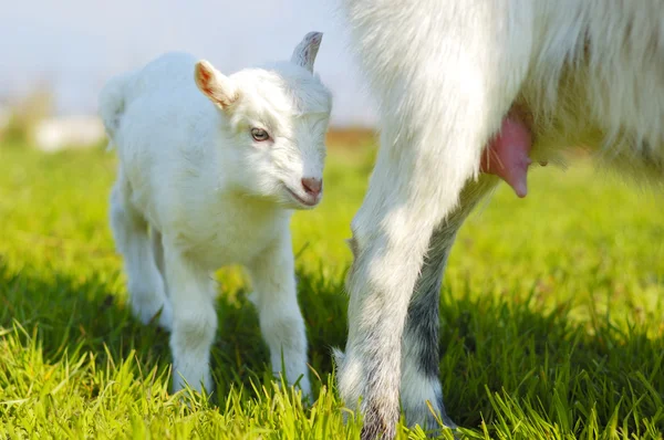 Koza dziecka i kóz wymion — Zdjęcie stockowe