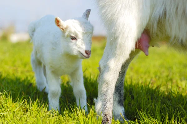 Úbere de cabra e cabras — Fotografia de Stock