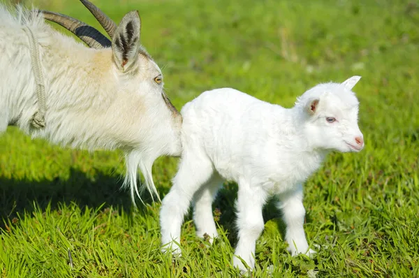 Chèvre et bébé chèvre — Photo