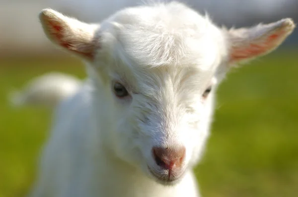Jeune bébé chèvre — Photo