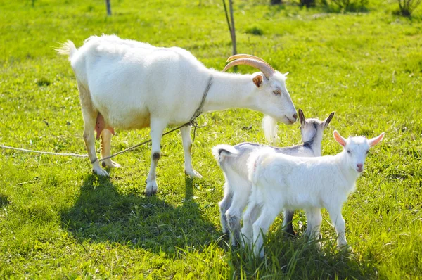 Cabras en pastos —  Fotos de Stock