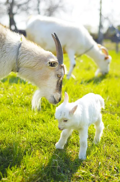 2 頭のヤギとヤギの赤ちゃん — ストック写真