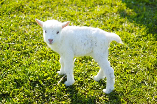 Ung baby get på gräs — Stockfoto