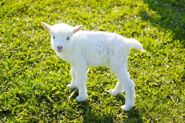 Cabrito en la hierba —  Fotos de Stock