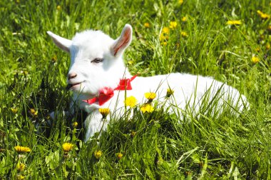 genç bebek keçi kırmızı yay-düğüm ile 