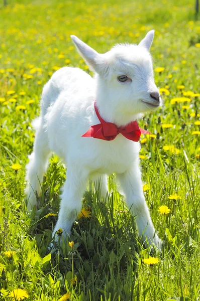 Cabrito con nudo de lazo rojo —  Fotos de Stock