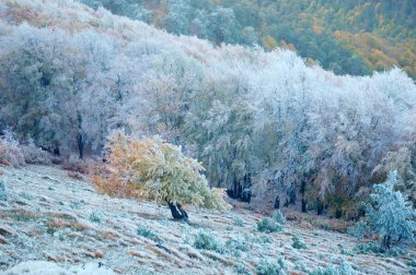 Kış manzarası, frost ağaç kaplı.