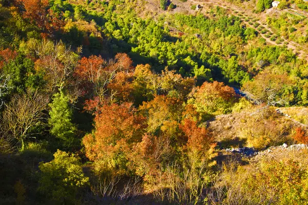 Colores otoñales en los árboles. España —  Fotos de Stock