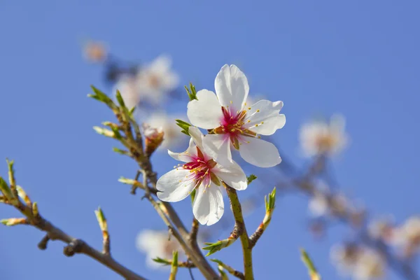 春に白い桜の木の詳細 — ストック写真
